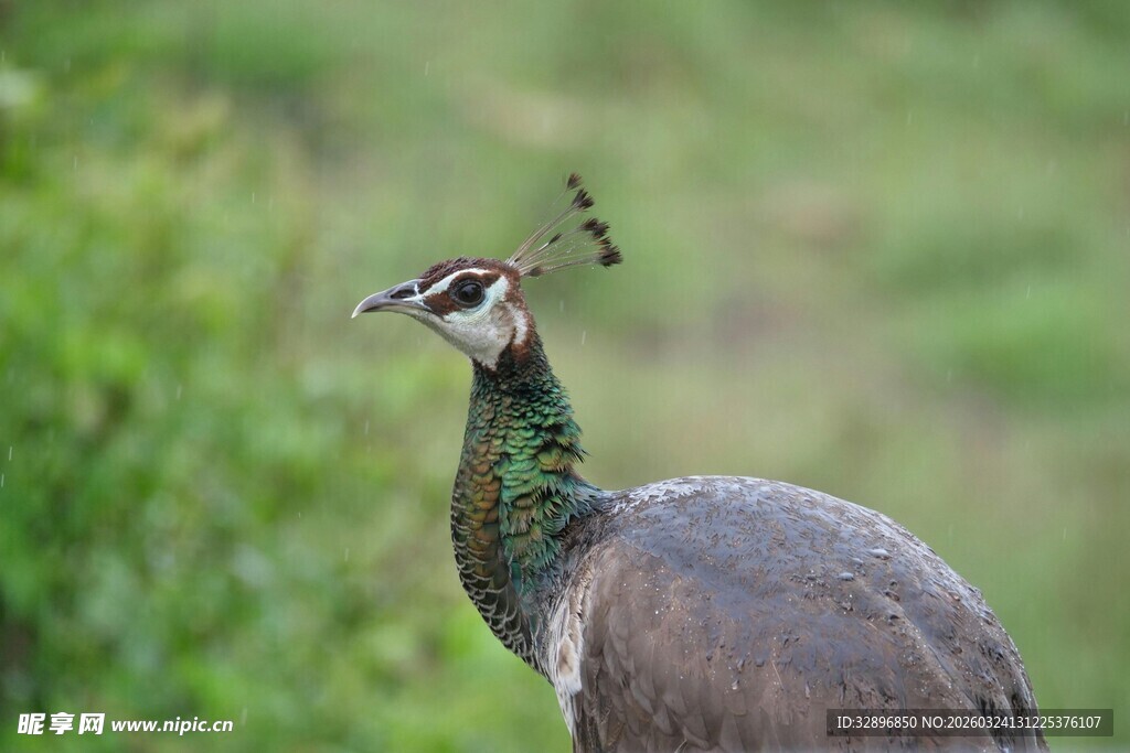 野外优雅的灰孔雀