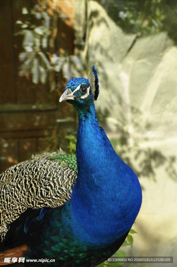美丽蓝孔雀特写