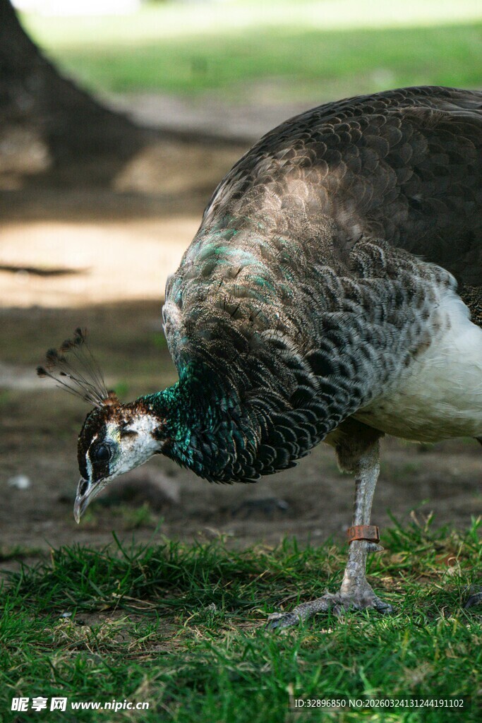 低头觅食的孔雀