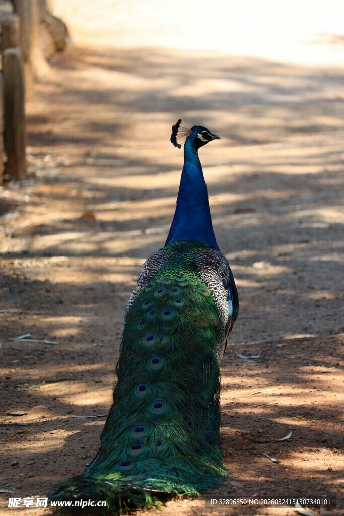 漫步的美丽孔雀