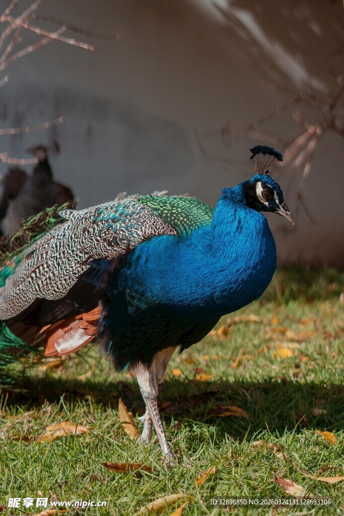 美丽孔雀于草地优雅站立