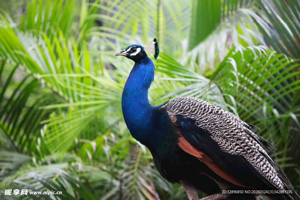 丛林中的美丽蓝孔雀