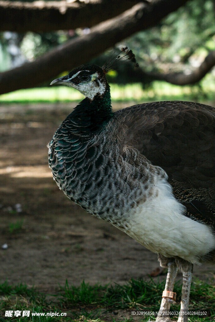 优雅站立的灰孔雀
