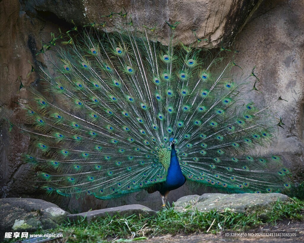 开屏孔雀于石间展绚丽