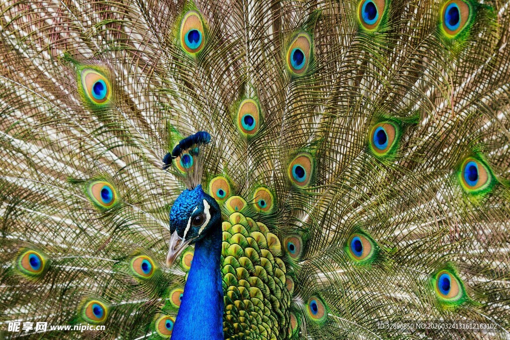 开屏孔雀展示绚丽羽毛