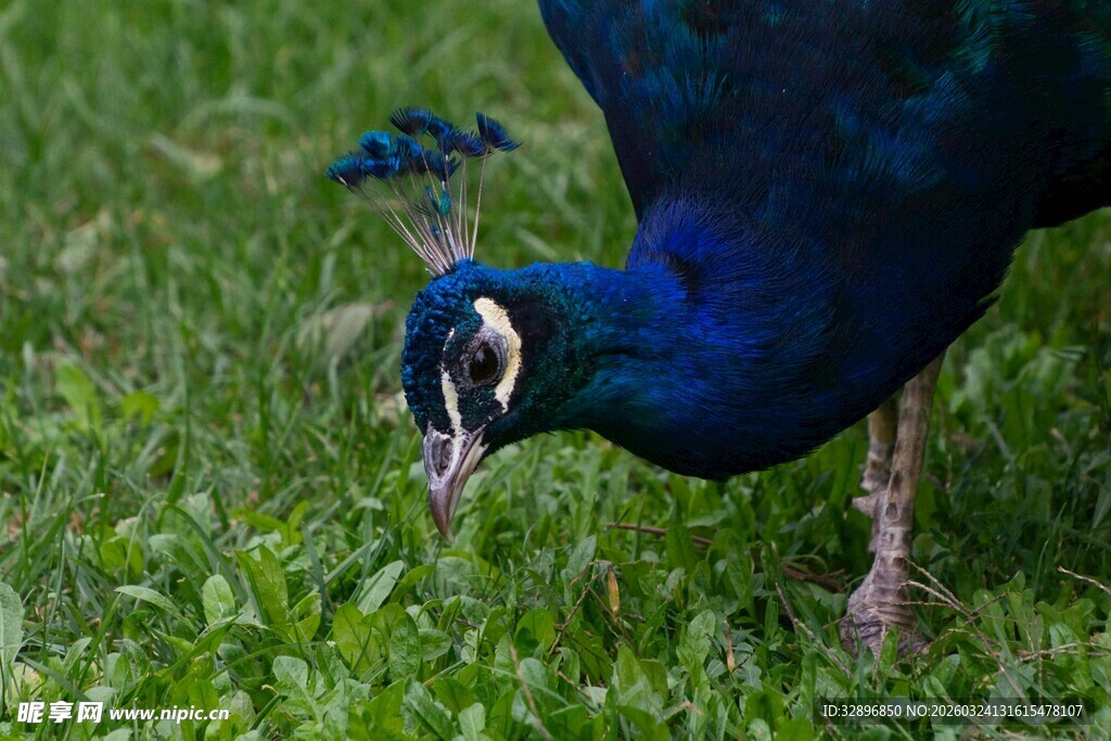 蓝孔雀于草地低头觅食