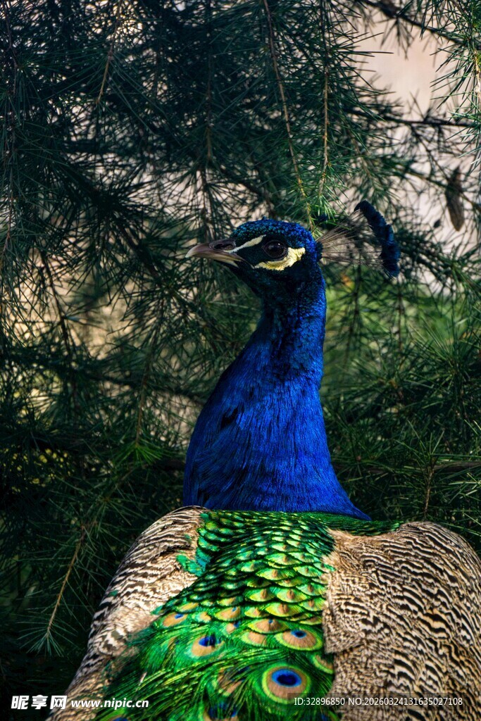 美丽孔雀展示绚丽羽毛