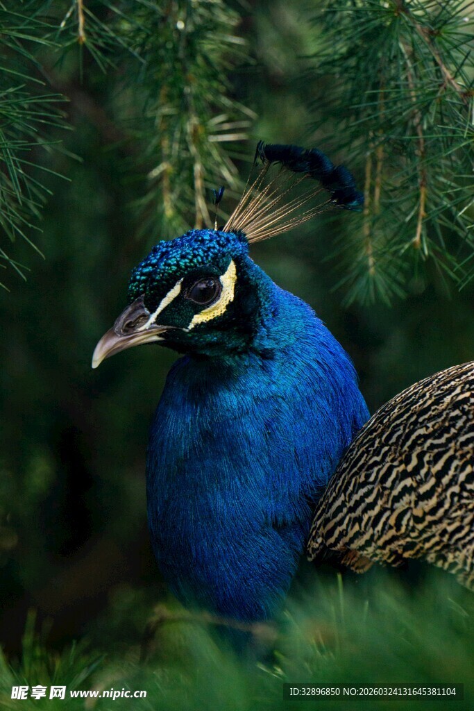 蓝孔雀于绿植间优雅亮相