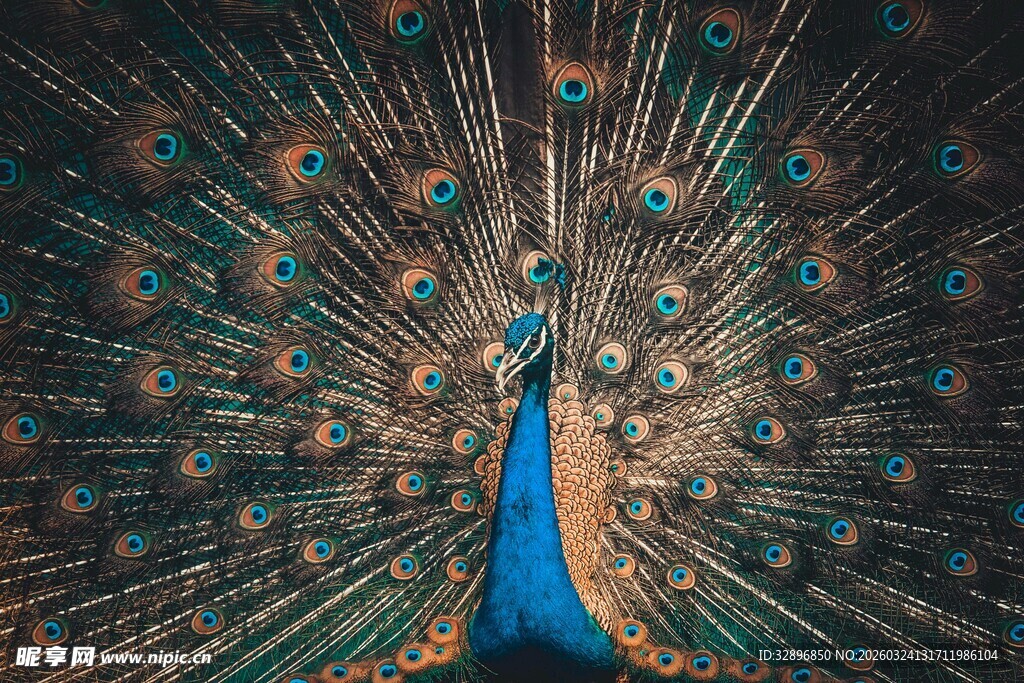 开屏的孔雀尽显绚丽风采