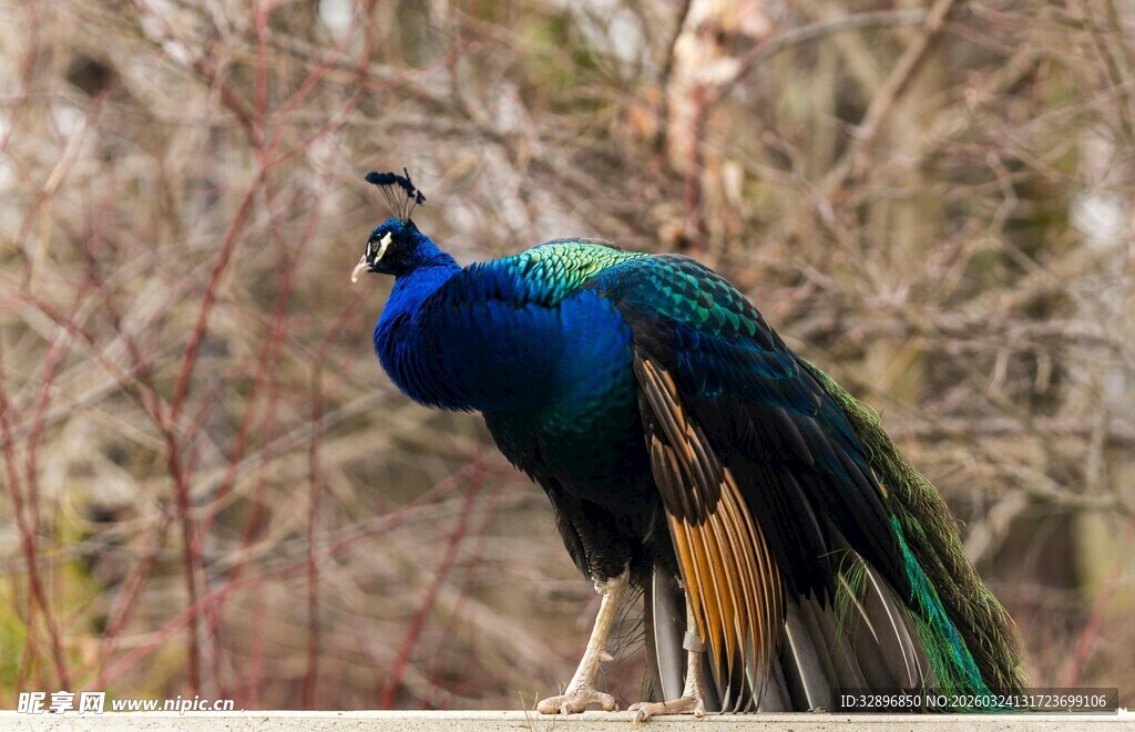 美丽蓝孔雀于林间站立