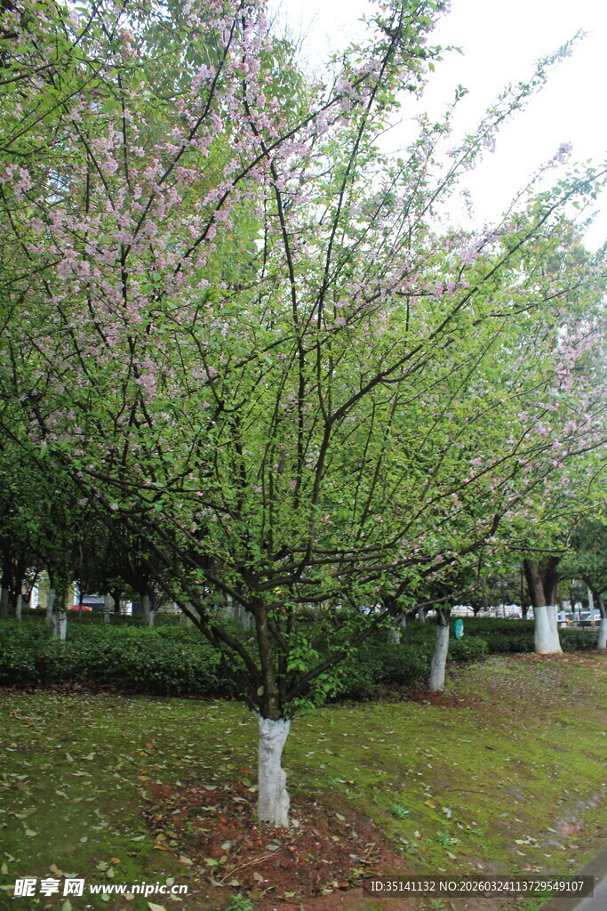 垂丝海棠
