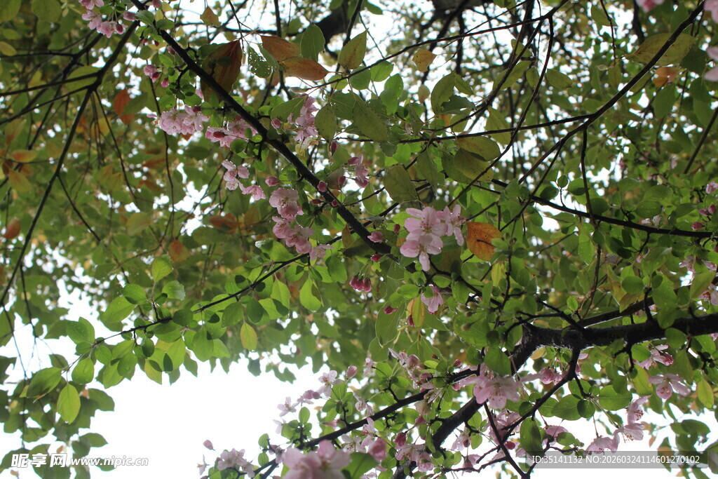 垂丝海棠