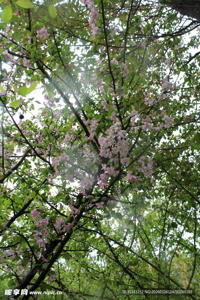 垂丝海棠