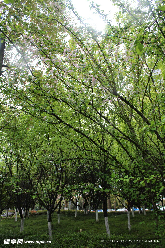 垂丝海棠