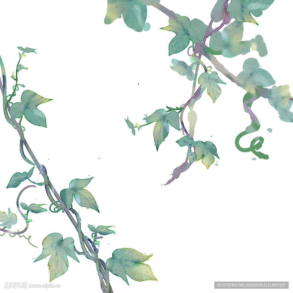 水彩绘藤蔓枝叶图