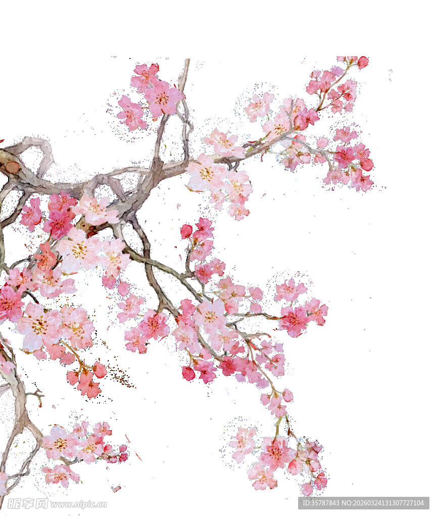 枝头绽放的粉嫩樱花