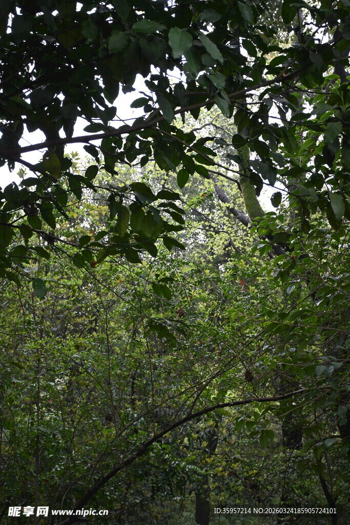 茂密树林中的绿意景象