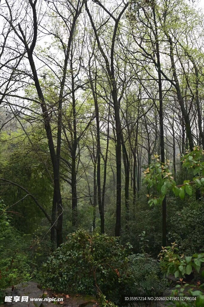 静谧森林中的繁茂树木