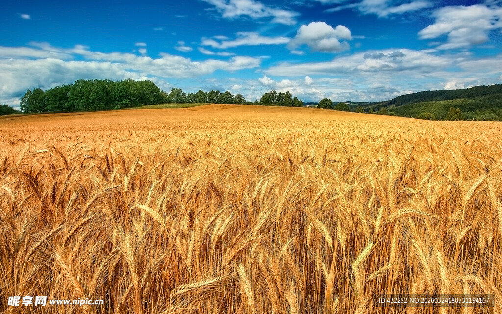 金色麦田风光