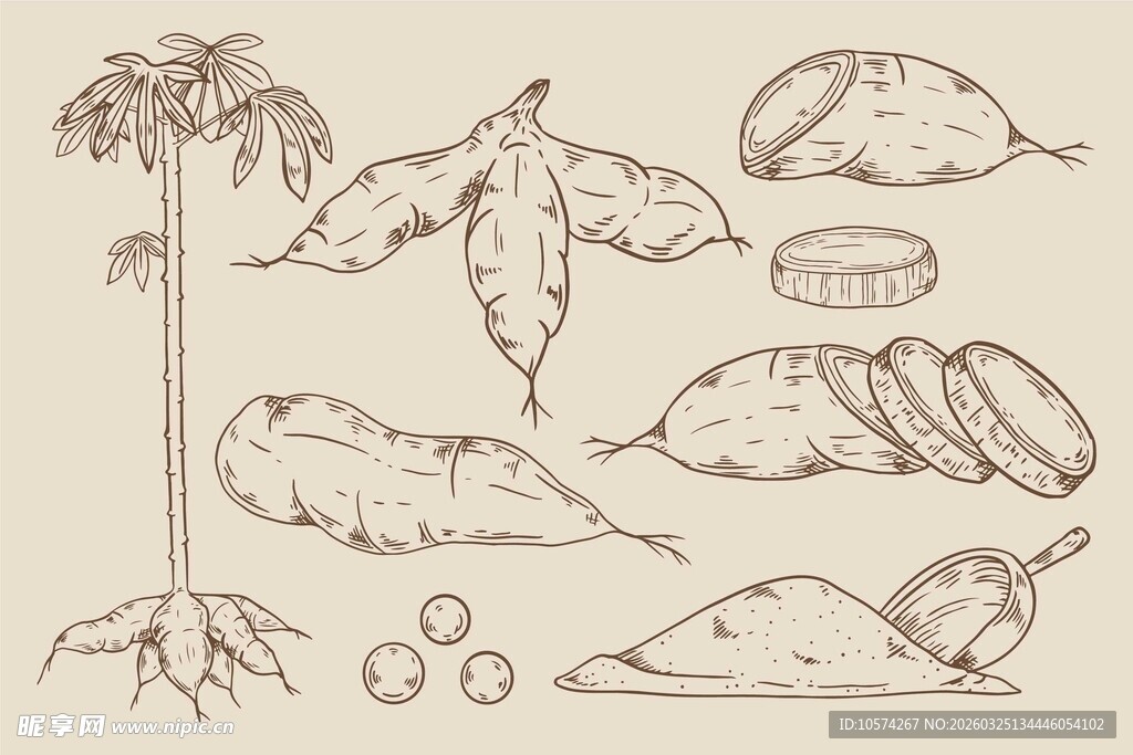 根茎类植物手绘插画