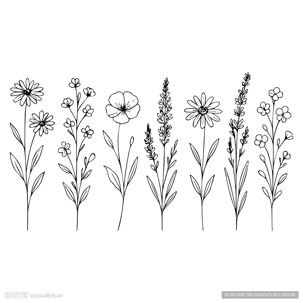 手绘花卉植物线条插画