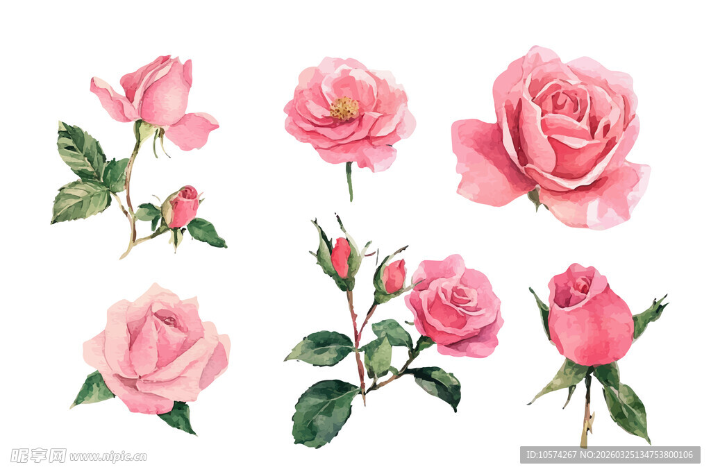 粉色玫瑰插画素材集合
