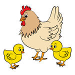 母鸡与小鸡的温馨画面