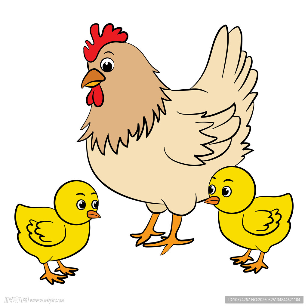 母鸡与小鸡的温馨画面