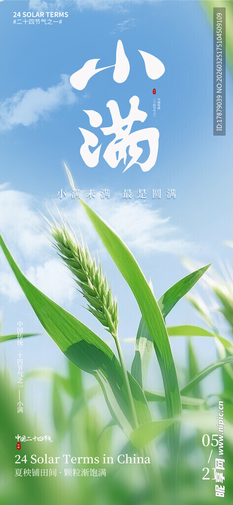 小满时节的翠绿麦苗