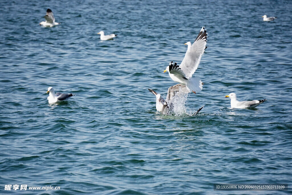 海面上飞翔捕食的海鸥