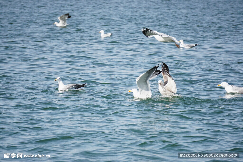 海面上飞翔与戏水的海鸥