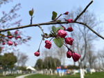 枝头红果绿叶春意浓
