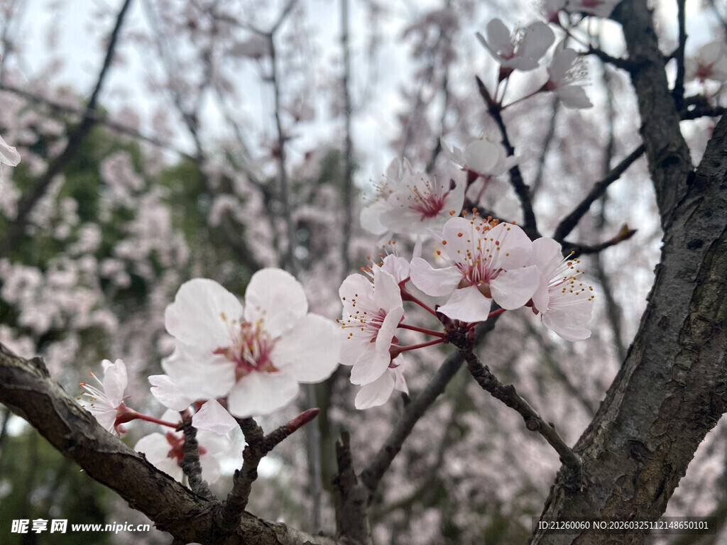 枝头绽放的美丽