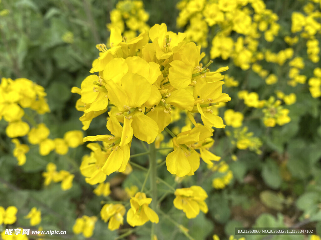 金黄灿烂的油菜花绽放