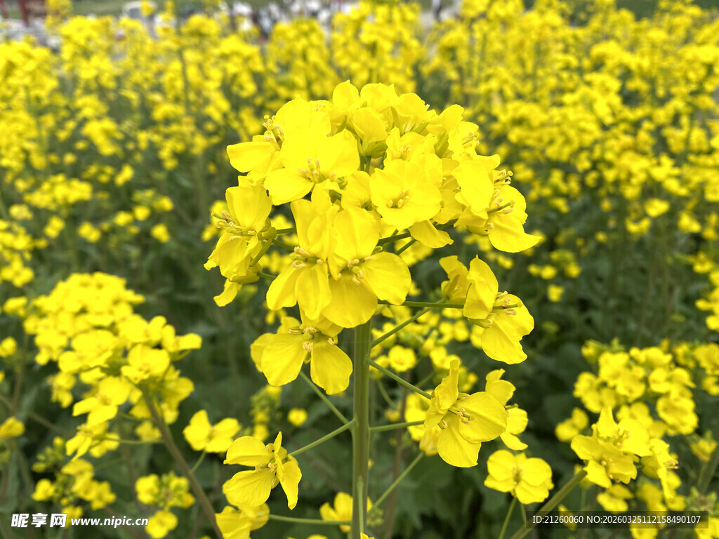 金黄油菜花田绽放美景