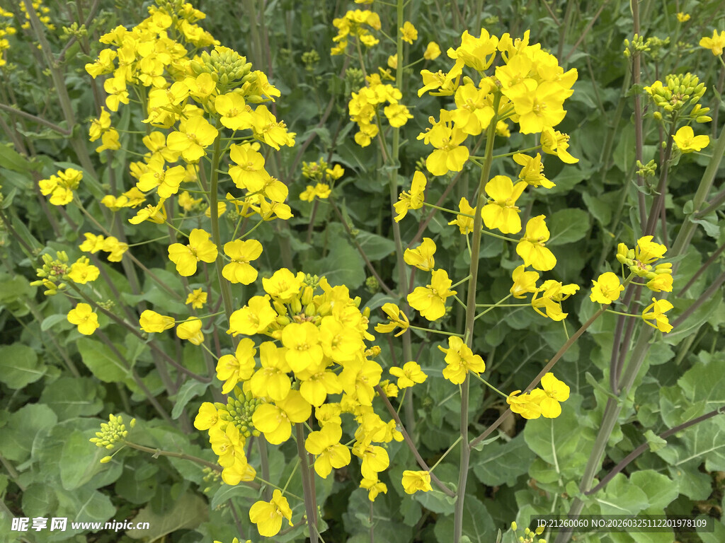 金黄油菜花绽放田园间