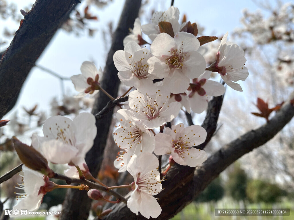 枝头绽放的美丽白樱花