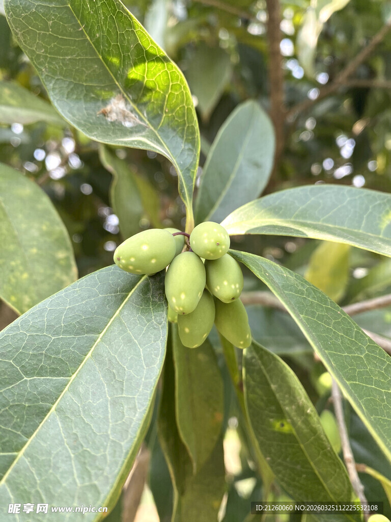 枝头青果初现生机