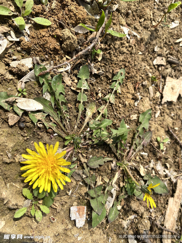 田野中的黄色蒲公英花朵
