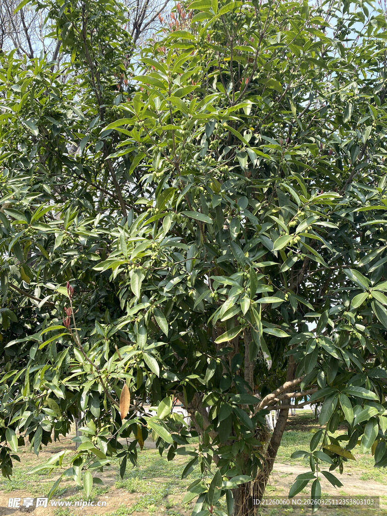 绿叶繁茂的树木