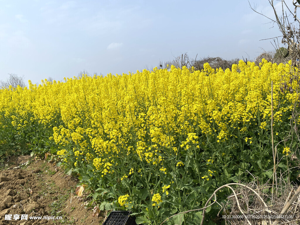 金黄油菜花田