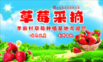 草莓采摘季开启