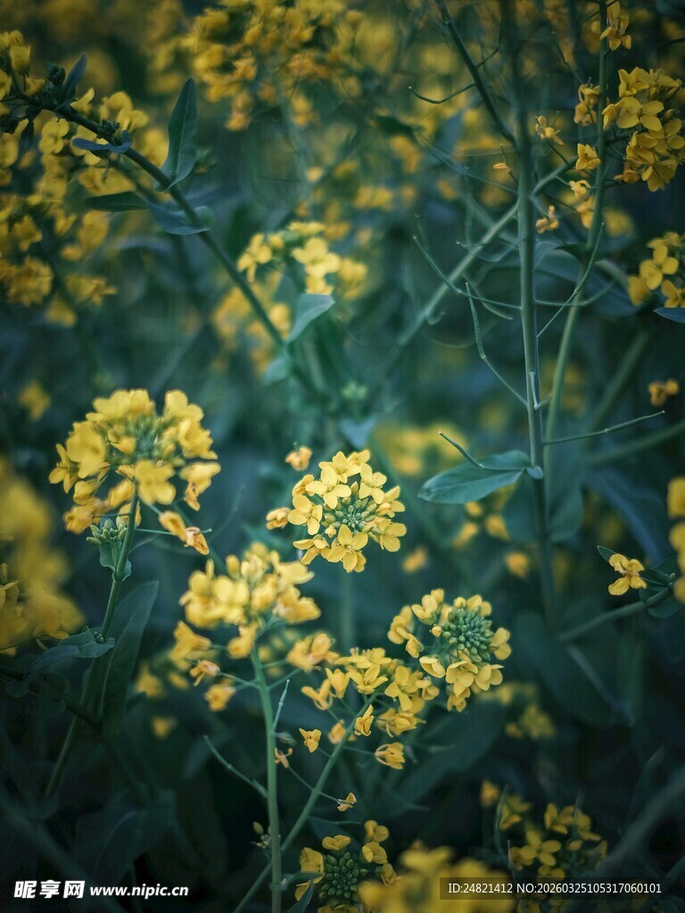 金黄油菜花绽放