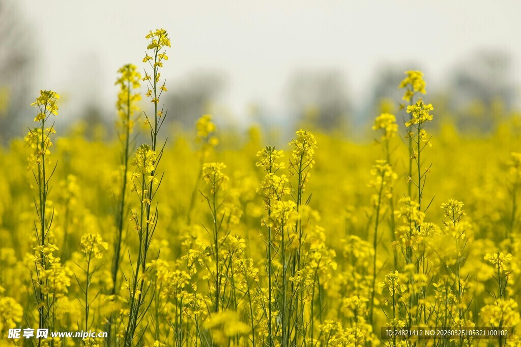 金黄油菜花田美景