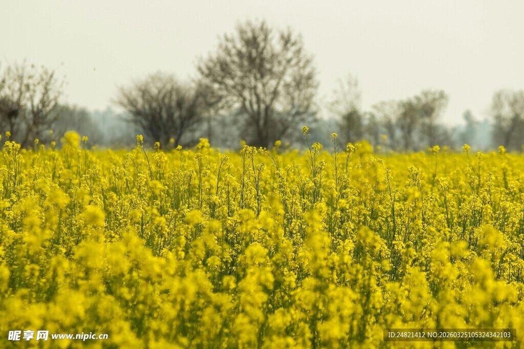 金黄油菜花田的春日美景