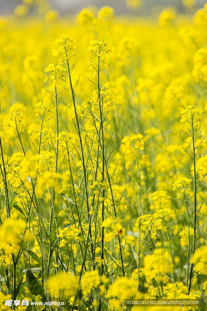 金黄灿烂的油菜花海