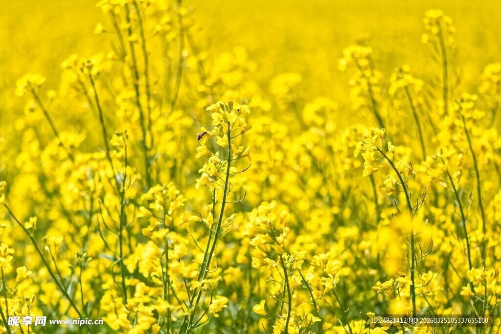 金黄灿烂的油菜花田