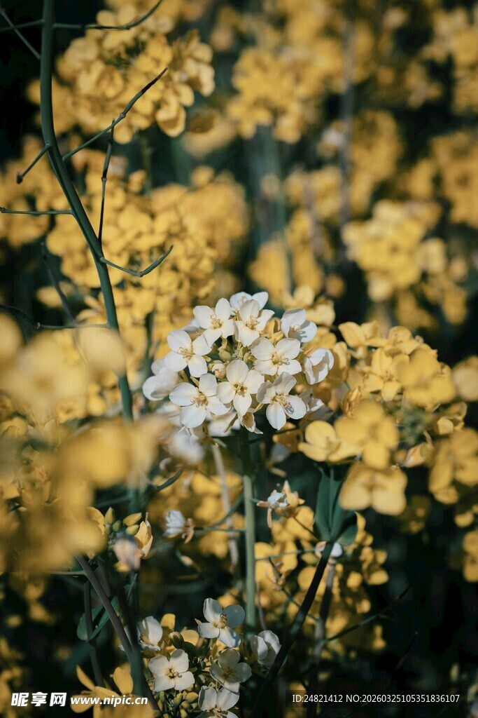 黄白相间花丛中的美丽景致