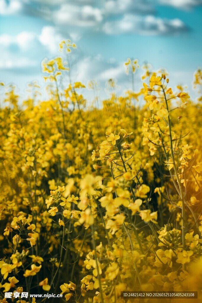 金黄灿烂的油菜花海