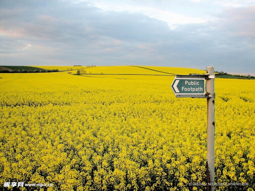 金黄油菜花田中的指路牌